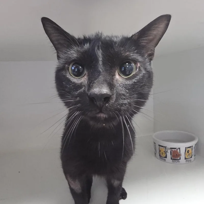 An adult medium-sized male Black Domestic Short Hair cat named Cramer for adoption in Oshkosh, WI