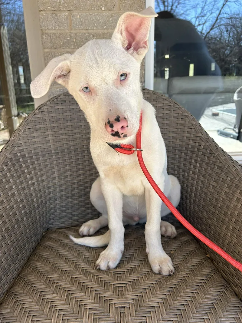 Harvey   $ thumbnail 2