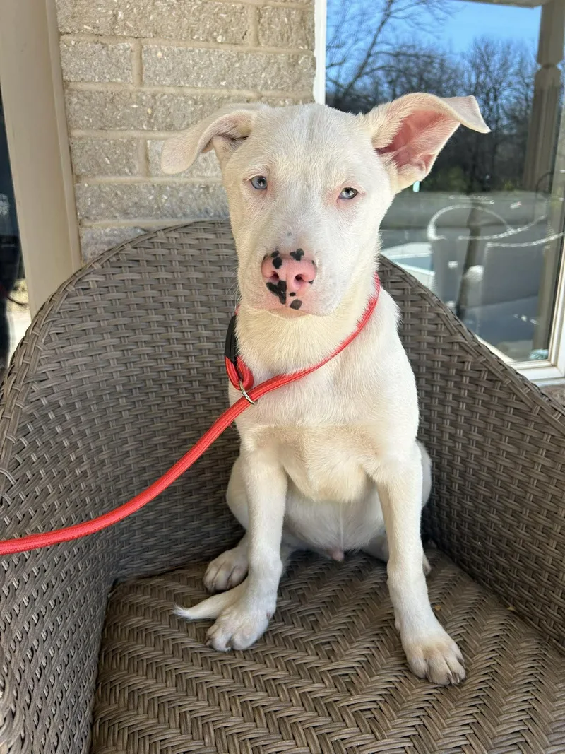 Harvey   $ thumbnail 4