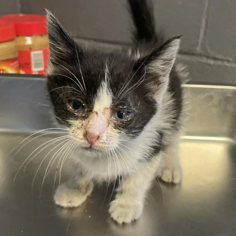 A baby small-sized female White Domestic Short Hair cat named Aura for adoption in Tuscaloosa, AL