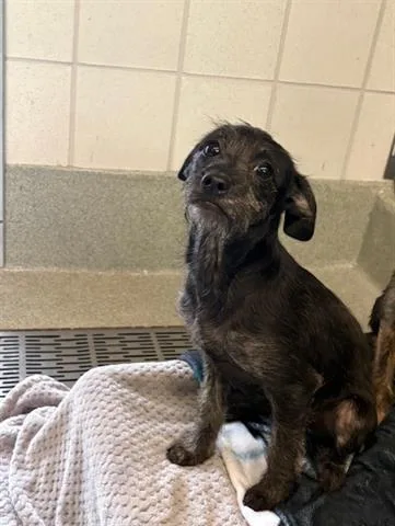 A baby small-sized female Terrier dog named Jamie for adoption in San Martin, CA