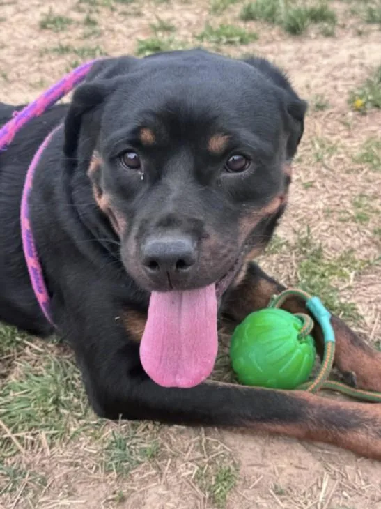 A young medium-sized female Rottweiler dog named Roxanne for adoption in Derwood, MD