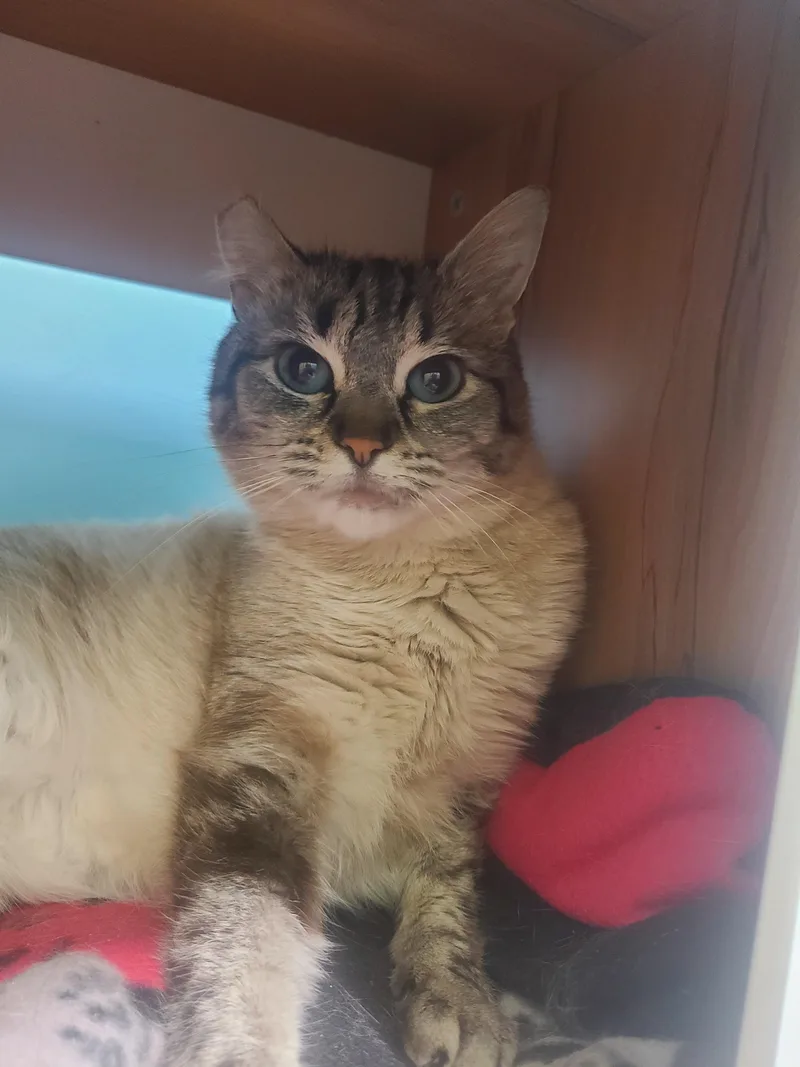 An adult medium-sized female Cream / Ivory Siamese cat named Crystal & Jewel for adoption in Kirkland, WA