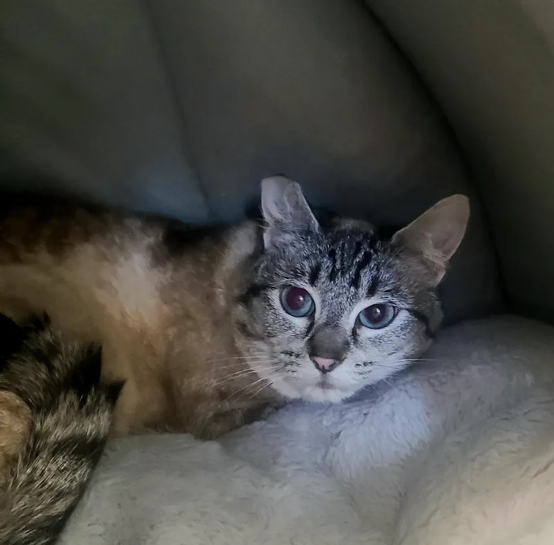 Crystal & Jewel thumbnail 2