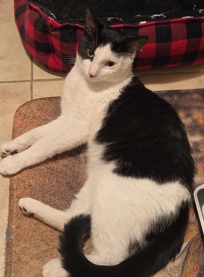An adult medium-sized male Black & White / Tuxedo Domestic Short Hair cat named Petey for adoption in Oviedo, FL