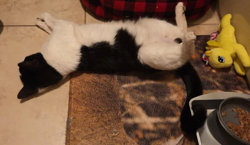 Petey thumbnail 2