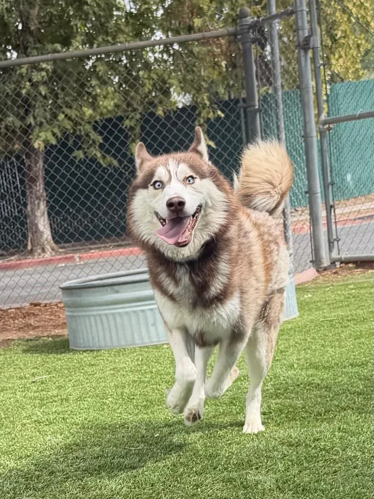 A young medium-sized male Husky dog named Kaiju for adoption in Chico, CA