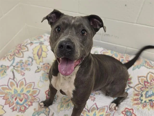 An adult medium-sized female Pit Bull Terrier dog named Dolly for adoption in Auburn, CA