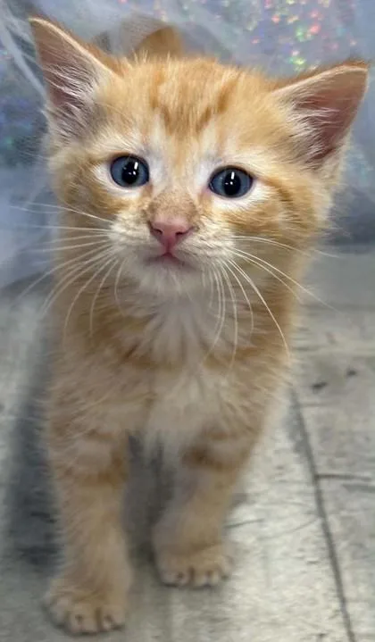 An adult small-sized male Domestic Short Hair cat named Hansel for adoption in Shreveport, LA