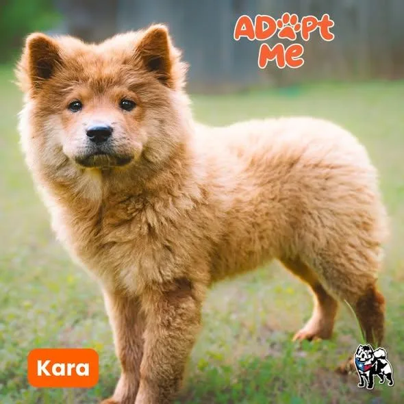 A baby medium-sized female Chow Chow dog named Kara for adoption in Houston, TX