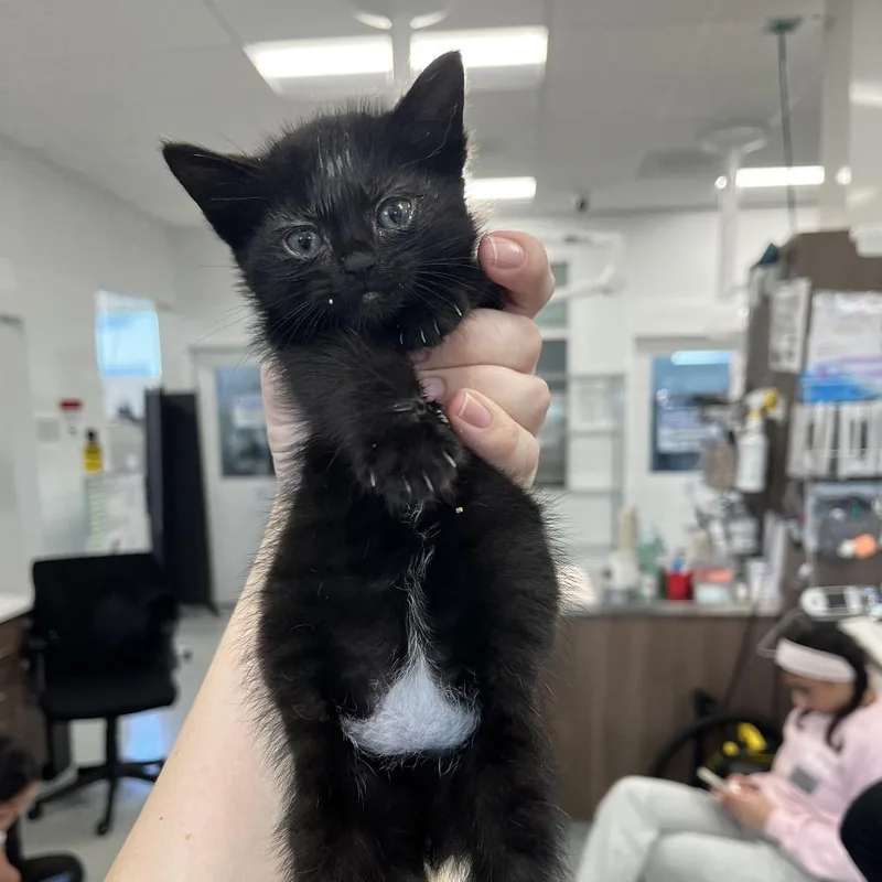 A baby small-sized female Black American Shorthair cat named Baby Jane Doe for adoption in Fresno, CA
