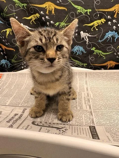 A baby small-sized female Domestic Short Hair cat named Gwen for adoption in Riverside, CA