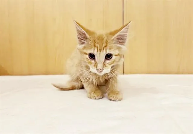 A baby small-sized male Domestic Short Hair cat named Seashell for adoption in Saint Louis, MO