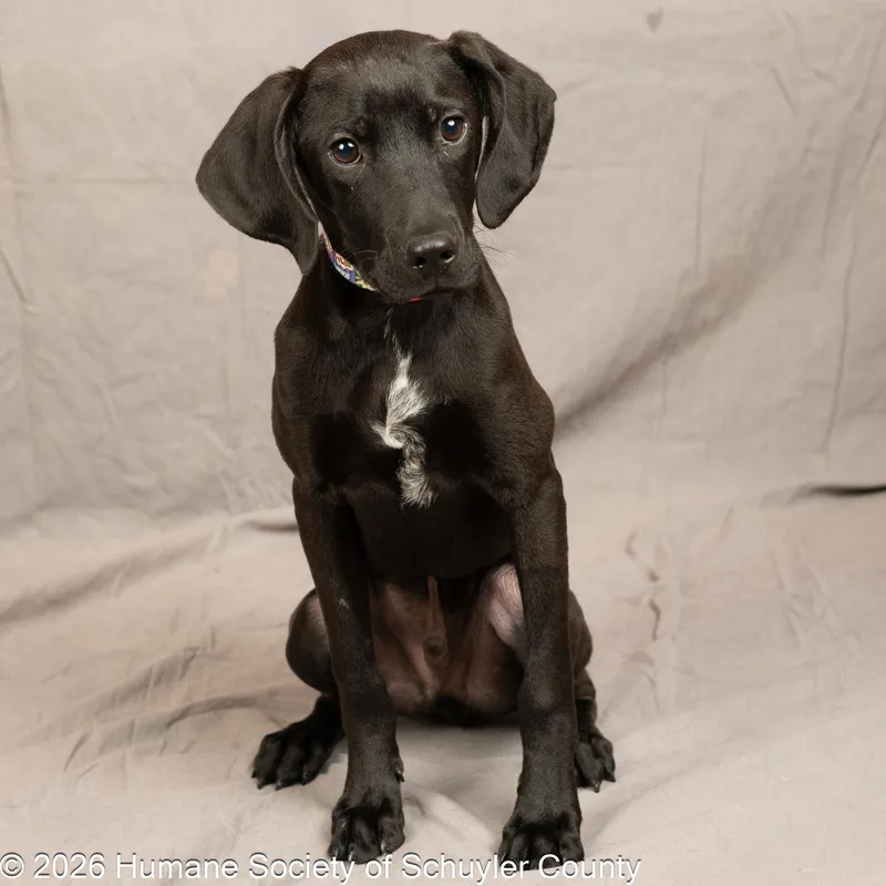 A young medium-sized male Hound dog named Larry for adoption in Montour Falls, NY