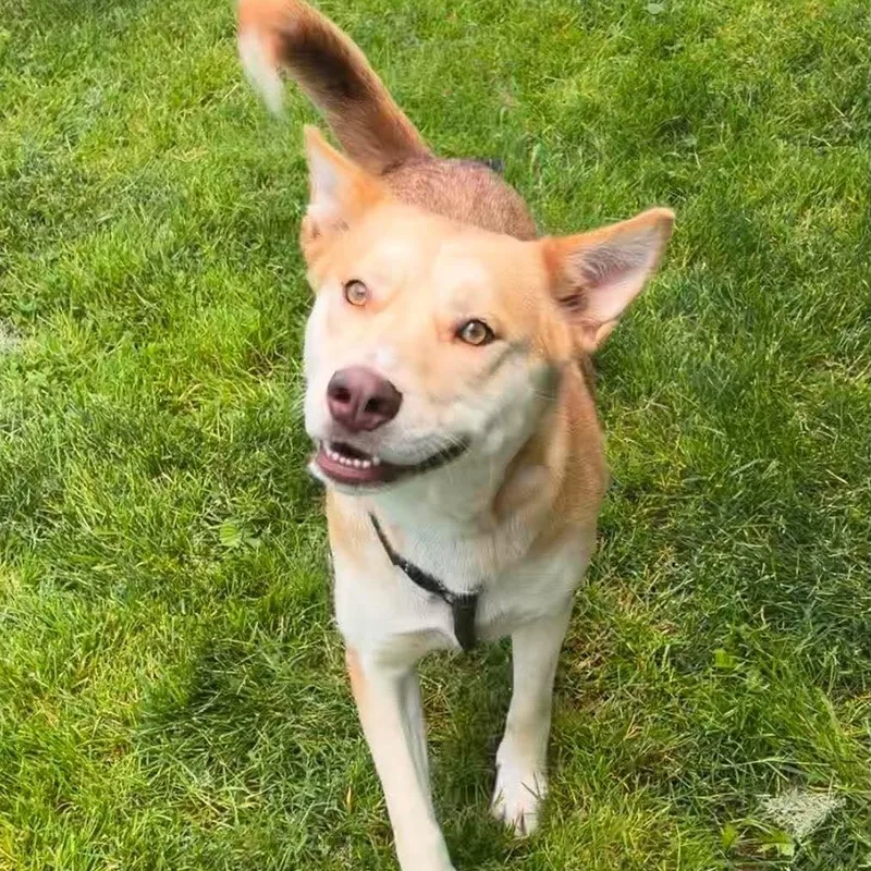 A young medium-sized female Shepherd dog named Bella for adoption in Valparaiso, IN
