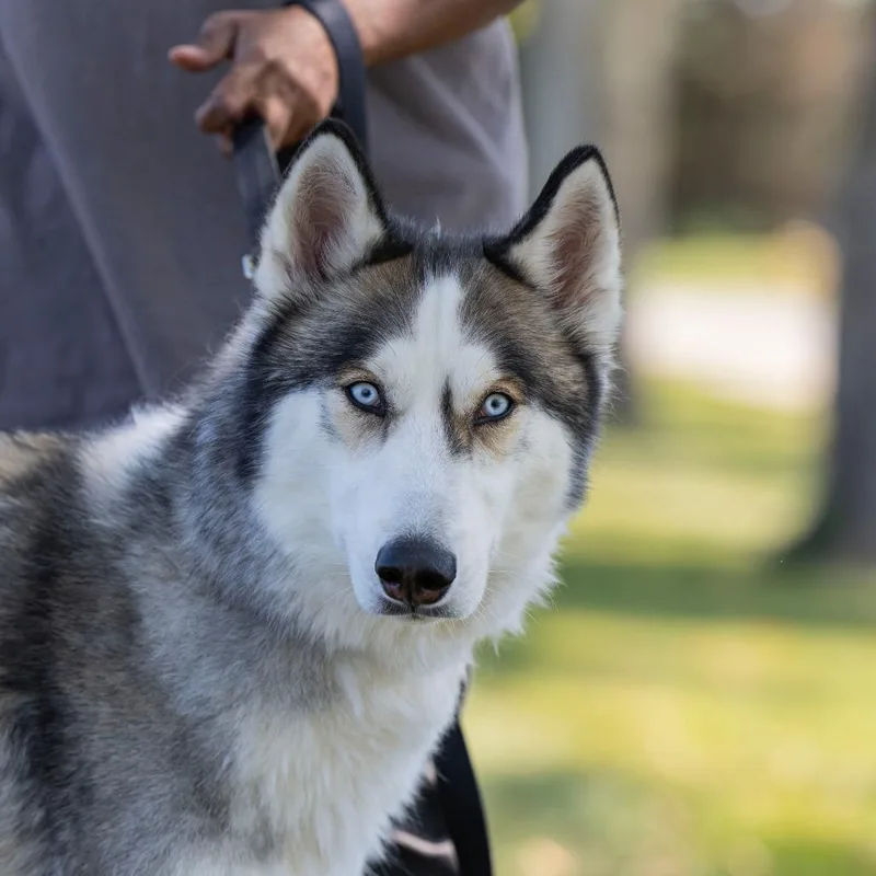Zorro