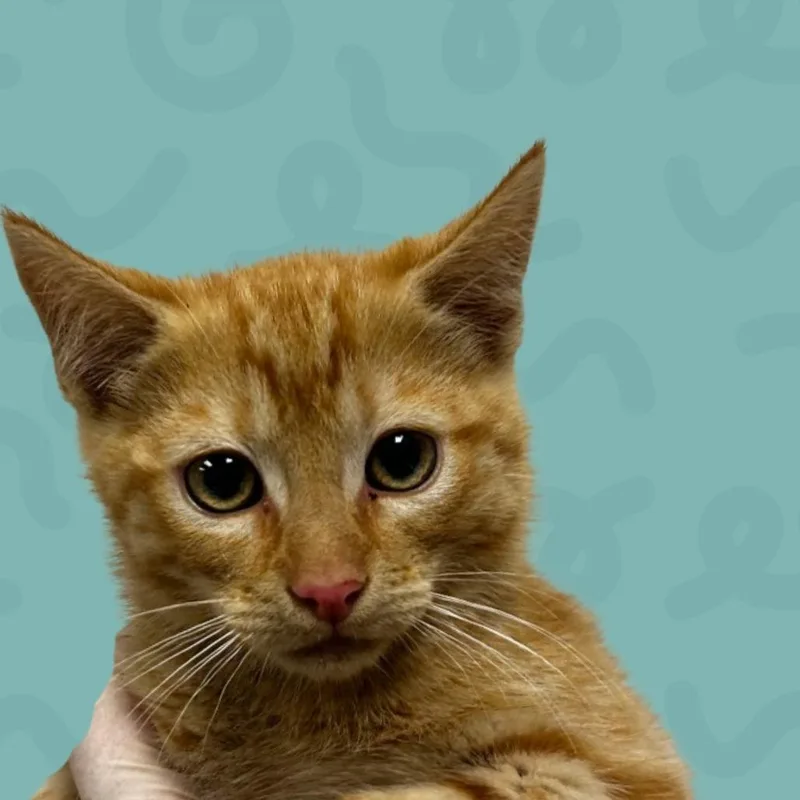 A baby small-sized male Orange / Red Domestic Medium Hair cat named Dale for adoption in Reno, NV