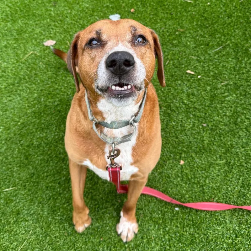 Bella