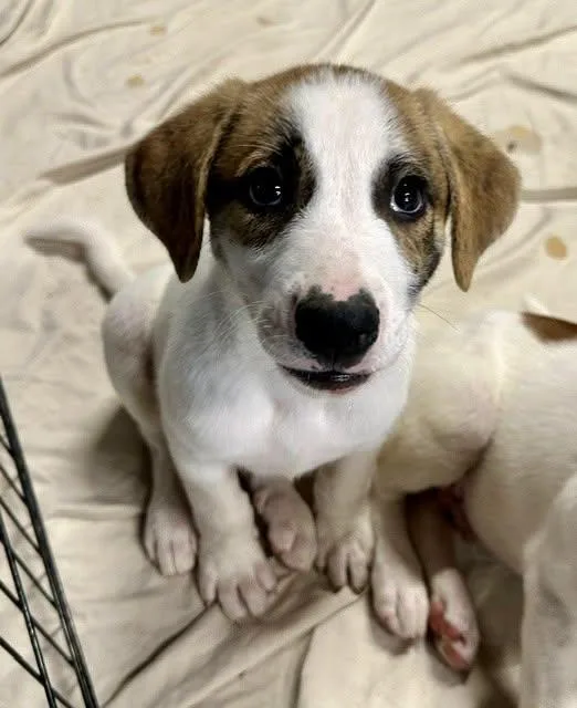 A baby large-sized male Bicolor Coonhound dog named Rascal for adoption in Pacific, MO