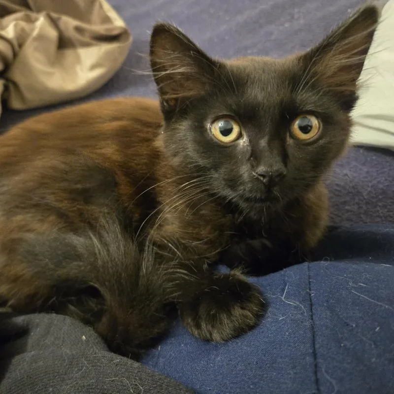 Bean