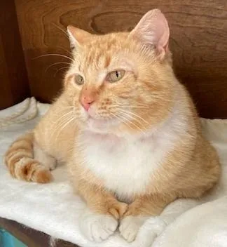 Rocky  Superlove And thumbnail 3