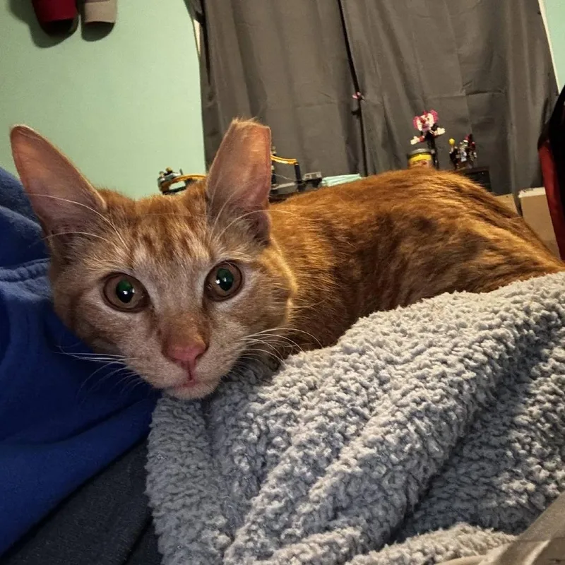 An adult medium-sized male Orange / Red Domestic Short Hair cat named Little Chucky for adoption in Indianapolis, IN
