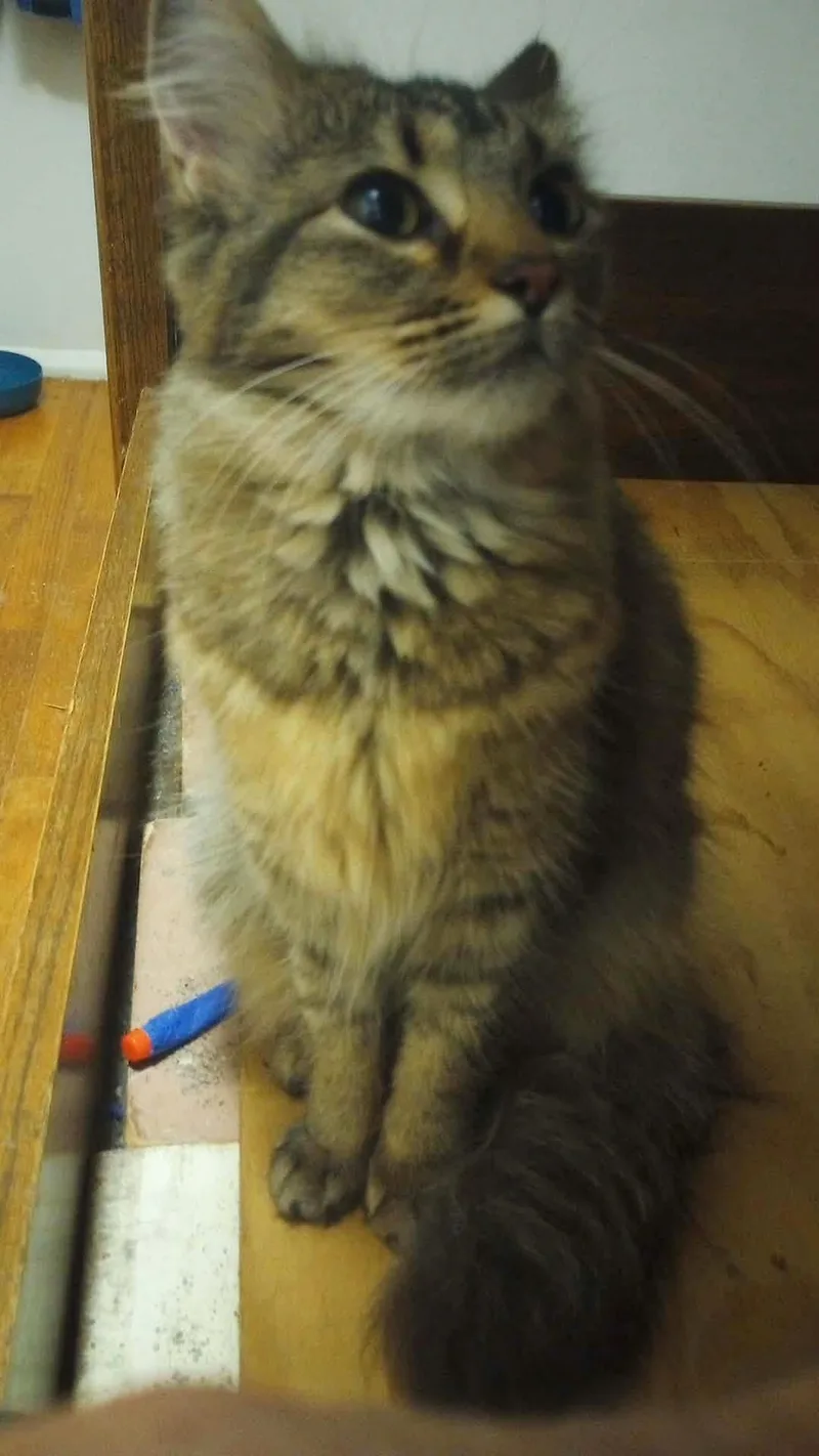 A baby medium-sized female Tabby (Buff / Tan / Fawn) Domestic Medium Hair cat named Winnie for adoption in OVERLAND PARK, KS