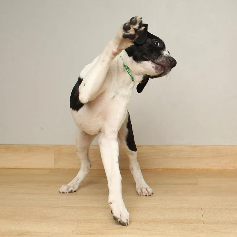 Endymion D thumbnail 3