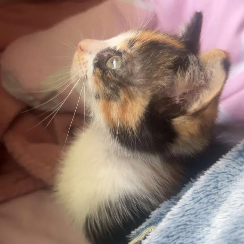 A baby small-sized female Calico Domestic Short Hair cat named Margarita for adoption in North Port, FL