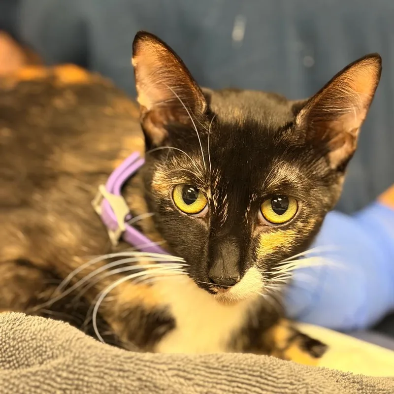 An adult medium-sized female Calico Domestic Short Hair cat named Candy for adoption in Birdsboro, PA
