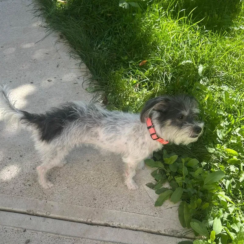 An adult small-sized female Yorkshire Terrier dog named Leda for adoption in Rochester, NY
