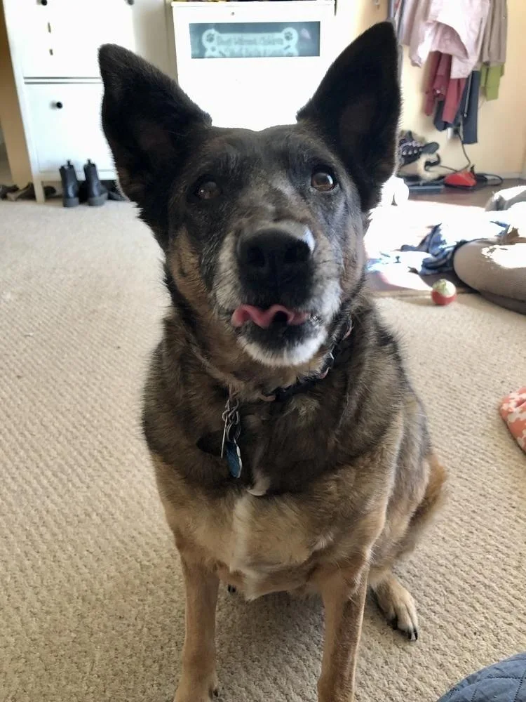 An adult medium-sized female Tricolor (Brown, Black, & White) German Shepherd Dog dog named Meeka for adoption in Littleton, CO
