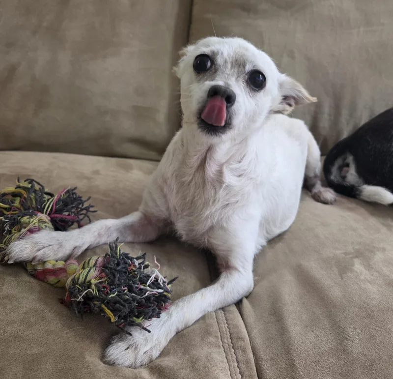 A senior small-sized male White / Cream Terrier dog named Jerry for adoption in Brooklyn, NY