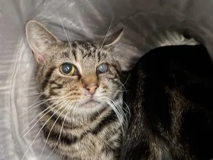 An adult medium-sized male Domestic Short Hair cat named Jigsaw for adoption in Lafayette, IN