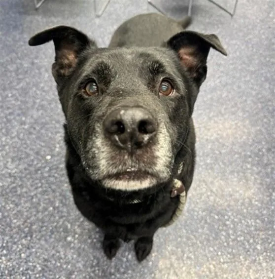A senior medium-sized male Labrador Retriever dog named Lucky for adoption in Anchorage, AK
