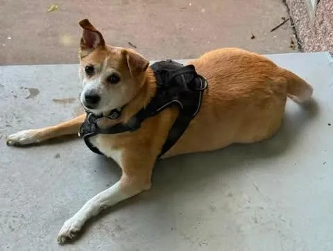 Butterball "Porkchop"
