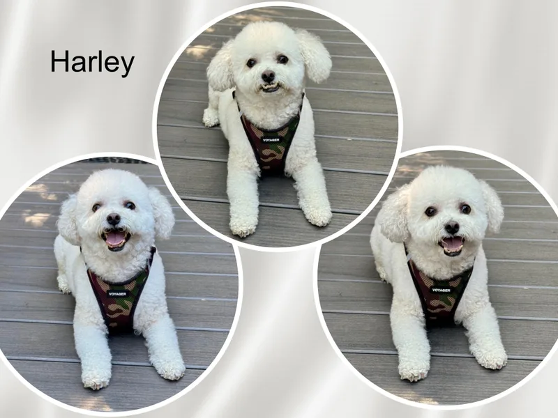 An adult small-sized male Bichon Frise dog named Harley GA for adoption in Tulsa, OK