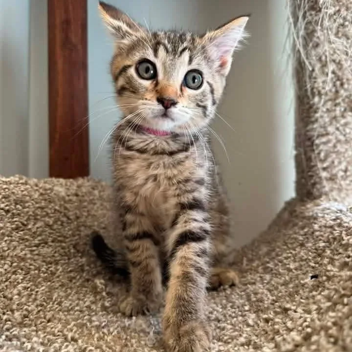 A baby medium-sized female Tabby (Brown / Chocolate) Tabby cat named Gladys for adoption in Kentwood, MI