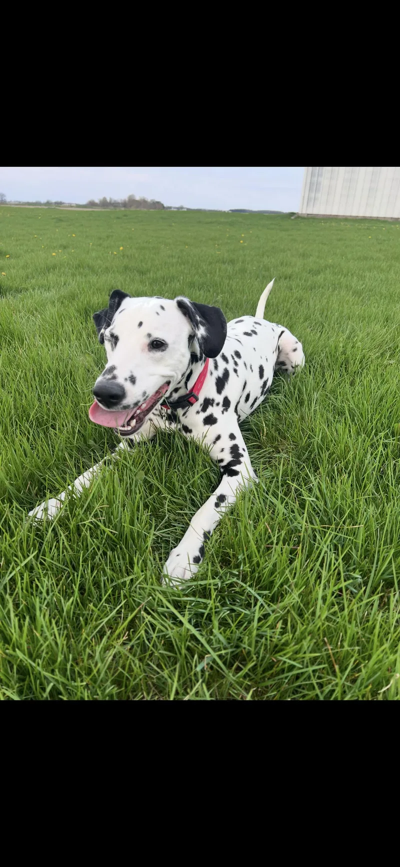 Best Behaved Boy