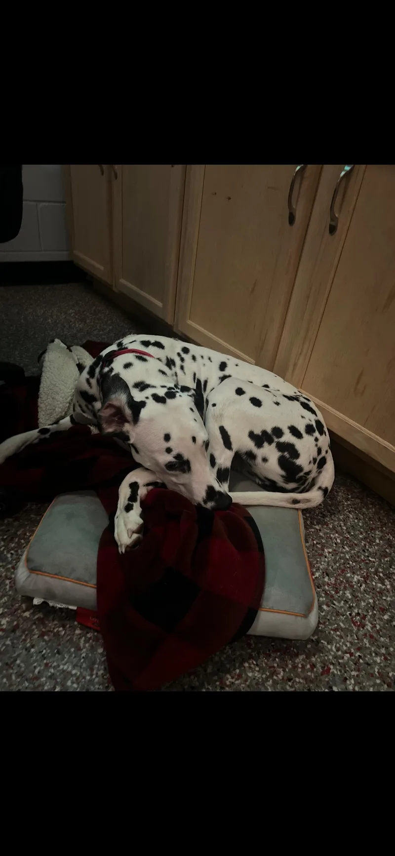 Best Behaved Boy thumbnail 2