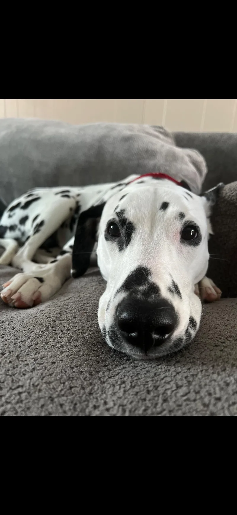 Best Behaved Boy thumbnail 3