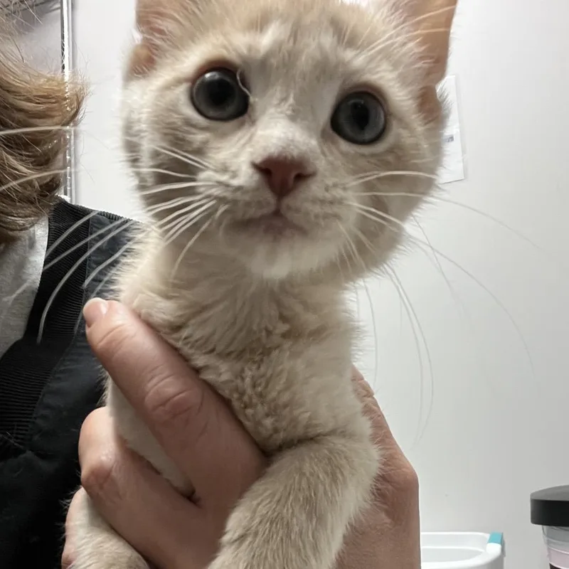 A baby small-sized female Buff / Tan / Fawn Domestic Short Hair cat named Lemon for adoption in Oneonta, NY