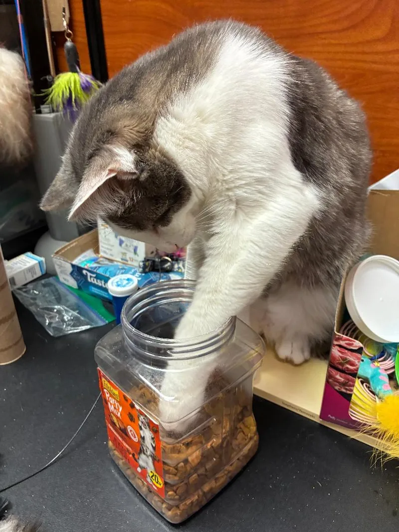A young medium-sized male Gray & White Domestic Short Hair cat named Sprout for adoption in Lambertville, NJ