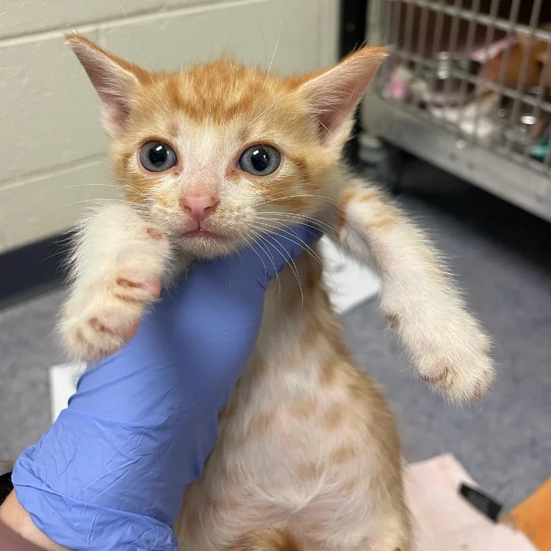 A baby small-sized male Orange / Red Domestic Short Hair cat named Pogo for adoption in Charlottesville, VA