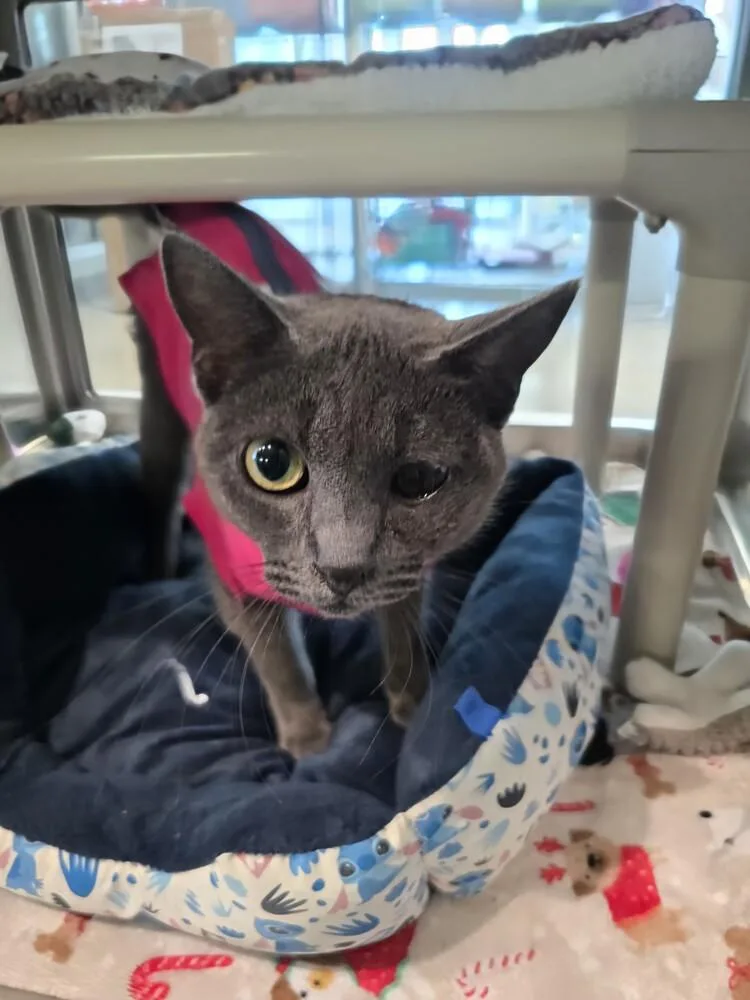An adult medium-sized female Gray / Blue / Silver Domestic Short Hair cat named Melinda for adoption in Wellington, KS