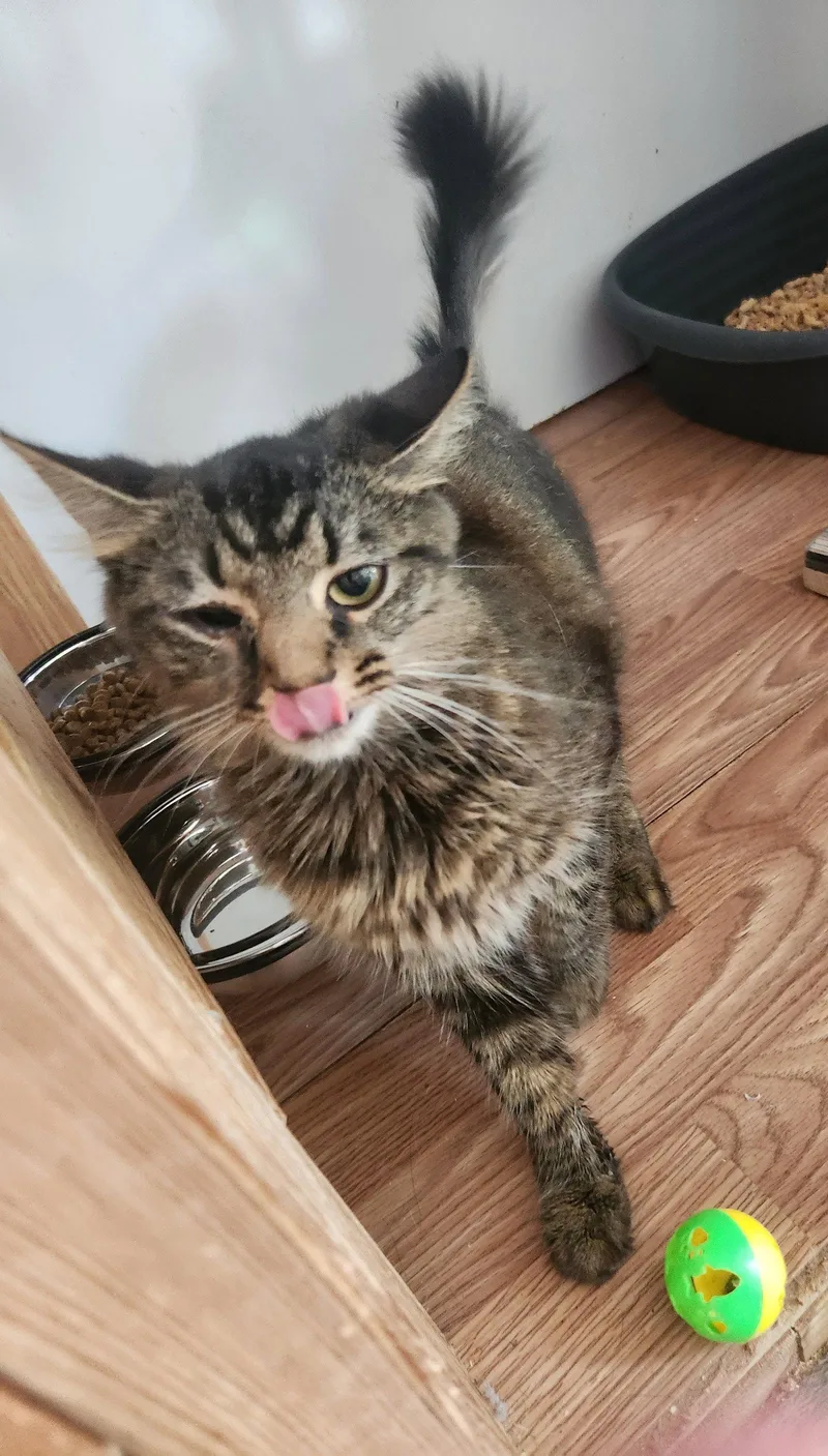 A young medium-sized female Domestic Medium Hair cat named Scarlet for adoption in Crossville, TN
