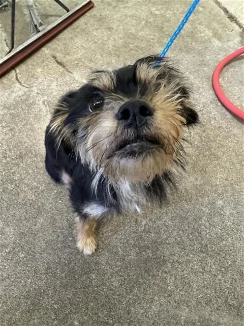A young small-sized male Yorkshire Terrier dog named Cash for adoption in Sacramento, CA