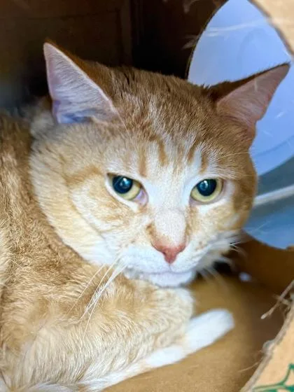 An adult medium-sized male Domestic Short Hair cat named Tapioca for adoption in West Chester, PA