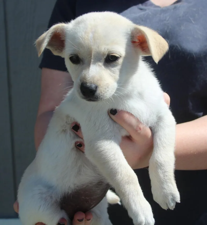 A baby small-sized female Chihuahua dog named Desiree for adoption in Vacaville, CA