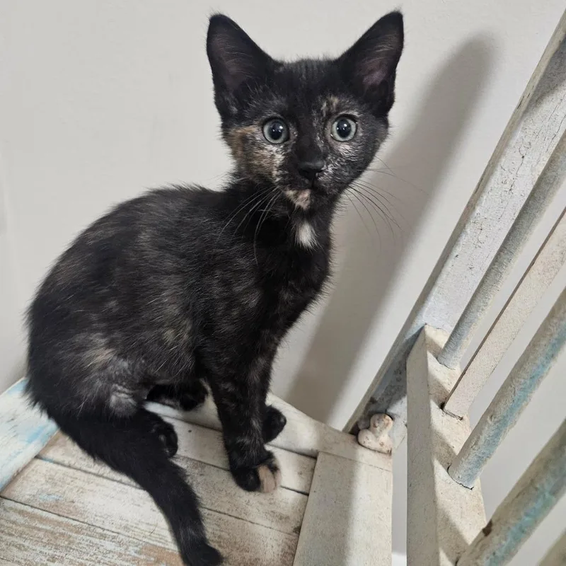 A baby small-sized female Tortoiseshell Domestic Short Hair cat named Reba for adoption in Hattiesburg, MS